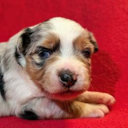 GAMALA's Revenge on Seattle - Blue merle female Toy Australian Shepherd puppy in Shepherd, Texas from GAMALA Farm & Kennels