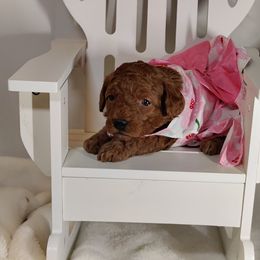 Coton de Tulear and Poodle Puppies from Legacy Pets