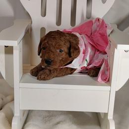 Coton de Tulear and Poodle Puppies from Legacy Pets