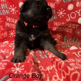 Orange Boy - Black and tan male German Shepherd puppy in Ashland, Ohio from Peachy Puppies