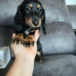 Louie - Black and tan male Dachshund puppy in Stuart, Iowa from Johnson Family Paws