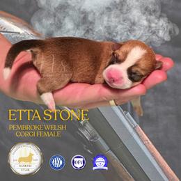 Etta Stone - Red female Pembroke Welsh Corgi puppy in Fortine, Montana from North Star Pembroke Welsh Corgi's