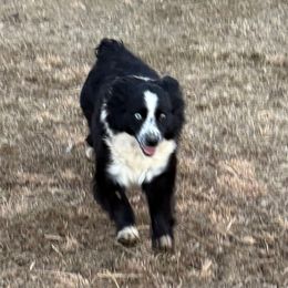 Shifty - Australian Shepherd