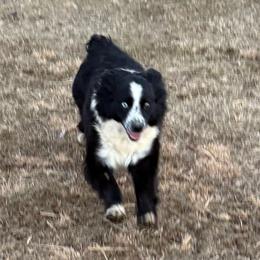 Shifty - Australian Shepherd