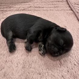 Tibetan Spaniel Puppies from Trinity Tibetan Spaniels