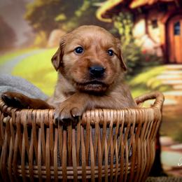 Boy 4 - Golden Retriever puppy in Anderson, California from Redtail Golden Retrievers