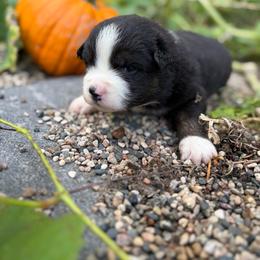 Lake Itaska - Black tri female Miniature Australian Shepherd puppy in Priest River, Minnesota from Offgrid Aussies