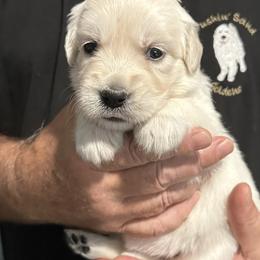 Ms. Red - Light golden female Golden Retriever puppy in Crestview, Florida from Pushin’ Sand Goldens