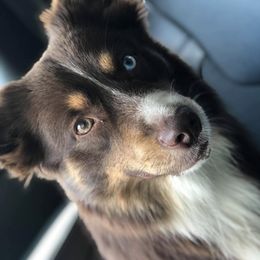 Australian Shepherds, Miniature American Shepherds, and Miniature Australian Shepherds from Afleet Aussies & Jacks