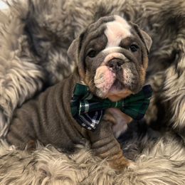 Spanky - Blue tri-color male Bulldog puppy in Lakeland, Florida from Fur Love And Puppies