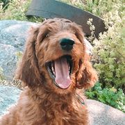 Thunder - Irish Doodle puppy in New Mexico from Foxrun Litters
