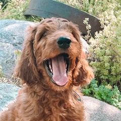 Thunder - Irish Doodle puppy in New Mexico from Foxrun Litters