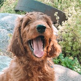 Thunder - Irish Doodle puppy in New Mexico from Foxrun Litters