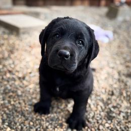 Blue Collar - Black Labrador Retriever puppy in Somerset, California from Cantina Labs and Cavs