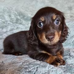 Mocha - Chocolate and tan female Dachshund puppy in Tucson, Arizona from Joplin's Hippo House