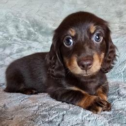 Mocha - Chocolate and tan female Dachshund puppy in Tucson, Arizona from Joplin's Hippo House