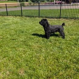 Giant Schnauzer All Grown Up from Princess Vivi Giant Schnauzer