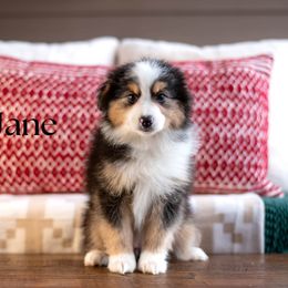JANE - Black tri female Miniature American Shepherd puppy in Puyallup, Washington from TRAILS END GEMINI