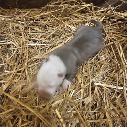 Boy 6 - Blue fawn American Bully puppy in New Effington, South Dakota from Shane's Pups
