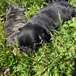 Hamlet - Black male Pug puppy in Bethel, Ohio from House of Briggs Pugs