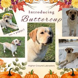 Buttercup - Labrador Retriever