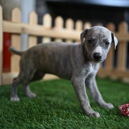 Zephyr - Blue brindle male Whippet puppy in Gentry, Arkansas from Mardel Robeson of Mulberry Hollow Whippets