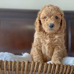 Labradoodle Puppies from Ruby Doo’s Doodles