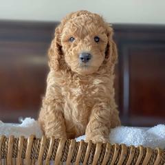 Labradoodle Puppies from Ruby Doo’s Doodles