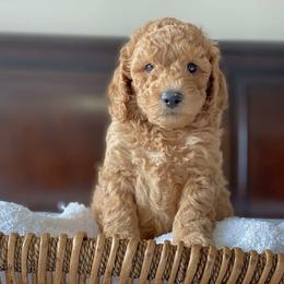 Labradoodle Puppies from Ruby Doo’s Doodles