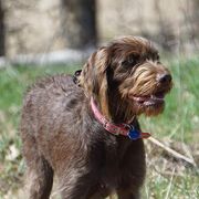 Pudelpointers from Marshland Gun Dogs