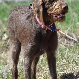 Pudelpointers from Marshland Gun Dogs