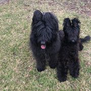 Briard Puppies from Deja Vu Briards