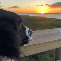 English Springer Spaniel Puppies from 31 Pines Springers & Retrievers