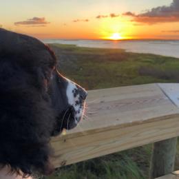 English Springer Spaniel Puppies from 31 Pines Springers & Retrievers