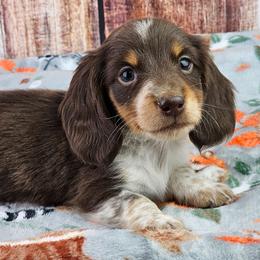 Cosmo - Piebald male Dachshund puppy in Malad City, Idaho from Mountain Sage Dachshunds