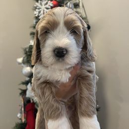 Australian Labradoodle and Goldendoodle Puppies from The Moon Doodles