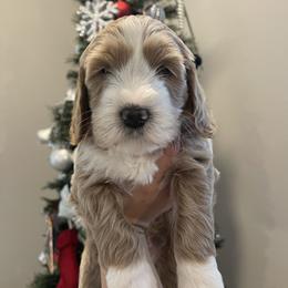 Australian Labradoodle and Goldendoodle Puppies from The Moon Doodles