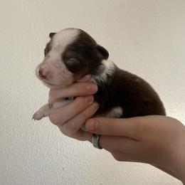 Clover - Red tri-color female Australian Shepherd puppy in Weeki Wachee, Florida from Ace of Spades Australian Shepherds