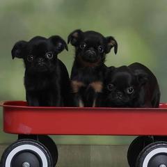 Brussels Griffon Puppies from Willow & Sage Brussel Griffons