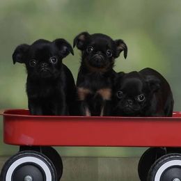 Brussels Griffon Puppies from Willow & Sage Brussel Griffons