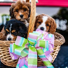 Bernedoodle Puppies from Bundren Farms