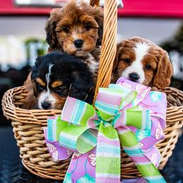Bernedoodle Puppies from Bundren Farms