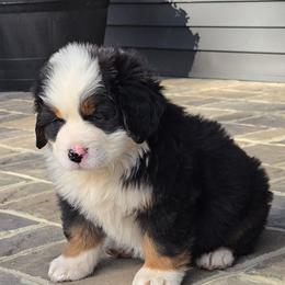 Izzy - Black tan and white female Bernese Mountain Dog puppy in Gaffney, South Carolina from Circle D Farms