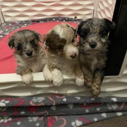 Aussiedoodle and Poodle Puppies from K&K doodles