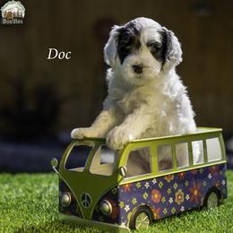 Doc - Black male Australian Labradoodle puppy in Cashmere, Washington from Mountain Home Doodles