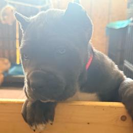 Rumor - Gray female Cane Corso puppy in Waxahachie, Texas from A&M Kennels