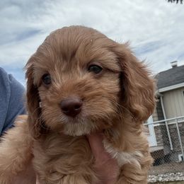 Asher - Apricot Cavapoo puppy in Rigby, Idaho from Beagles and Beyond, LLC