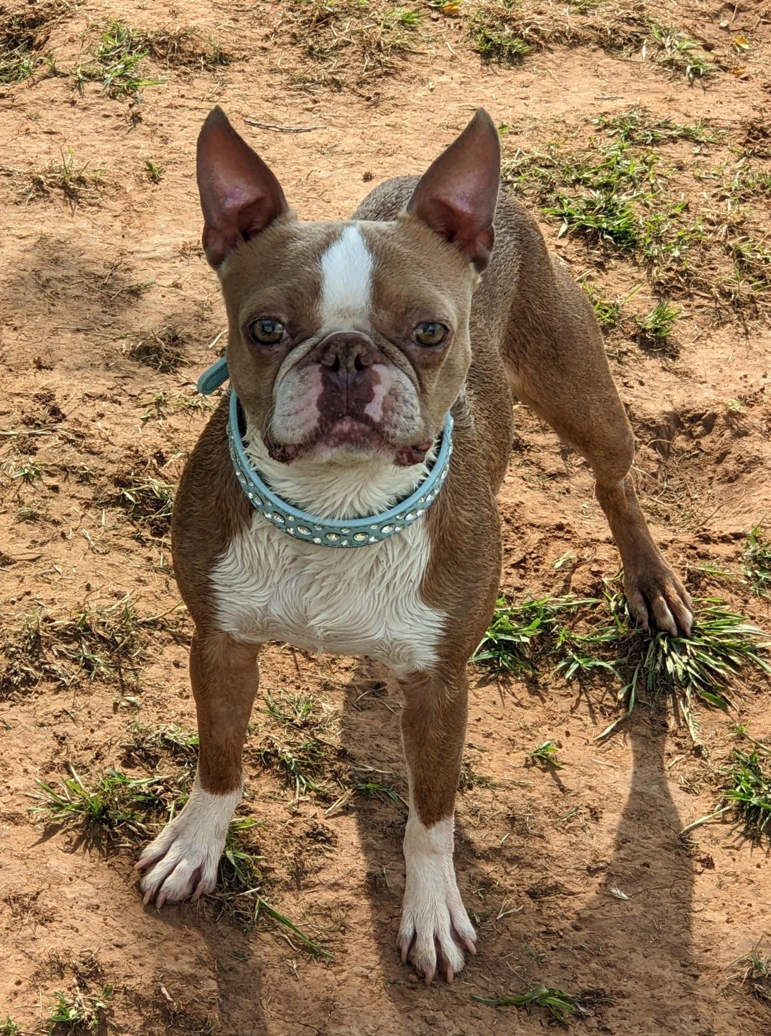 Hemi