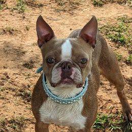Hemi - Boston Terrier