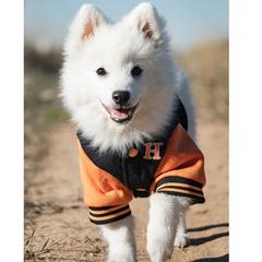Japanese Spitz Puppies from Colorado Japanese Spitz